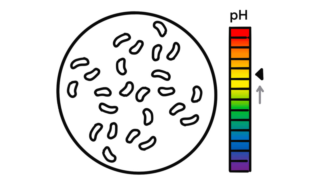 A healthy pH protects against harmful bacteria while supporting natural flora.